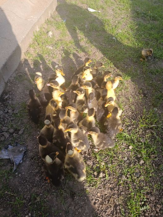 Boboci de rata macanitoare