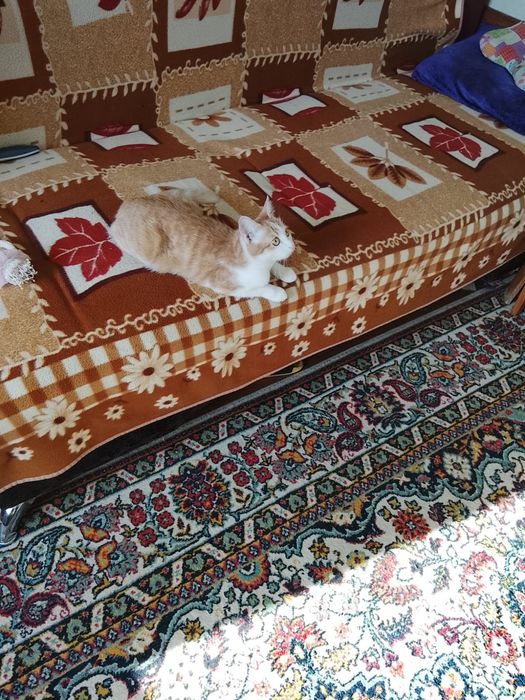 Отдам кошку в хорошие руки