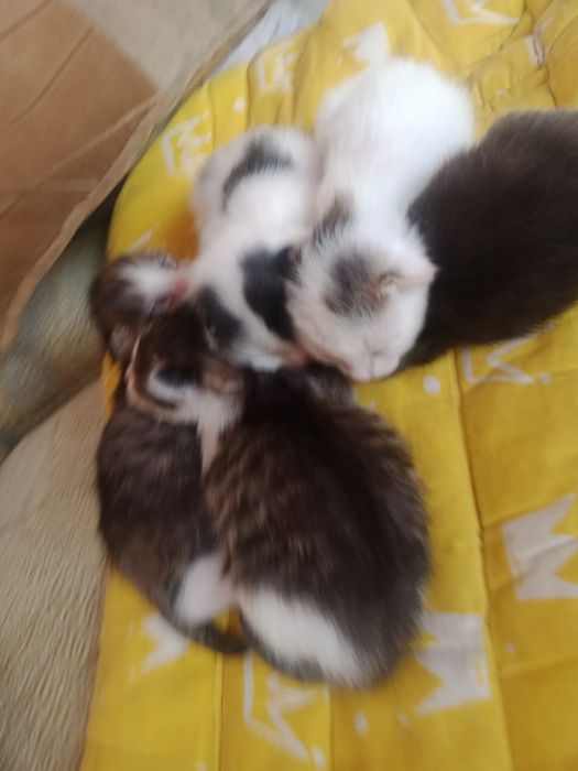 Отдаю котят в добрые руки