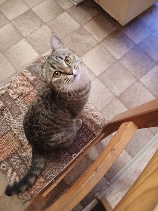 Кошечка Луша 6 месяцев