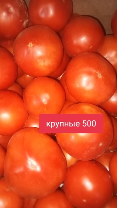 Помидоры огурцы картошка капуста