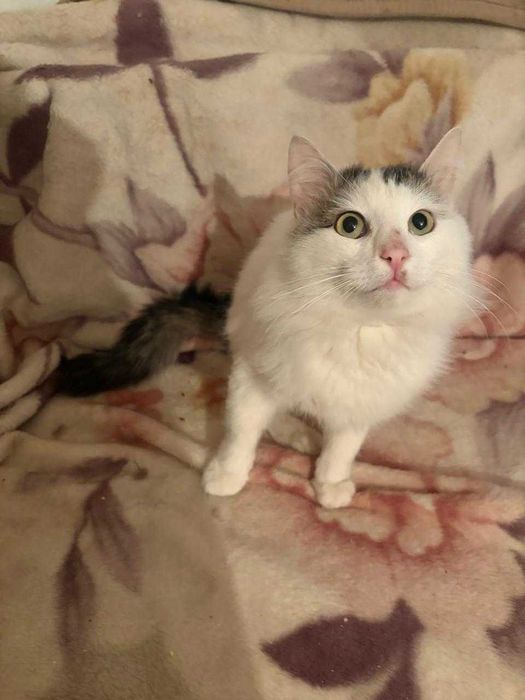 Отдам кота в добрые руки