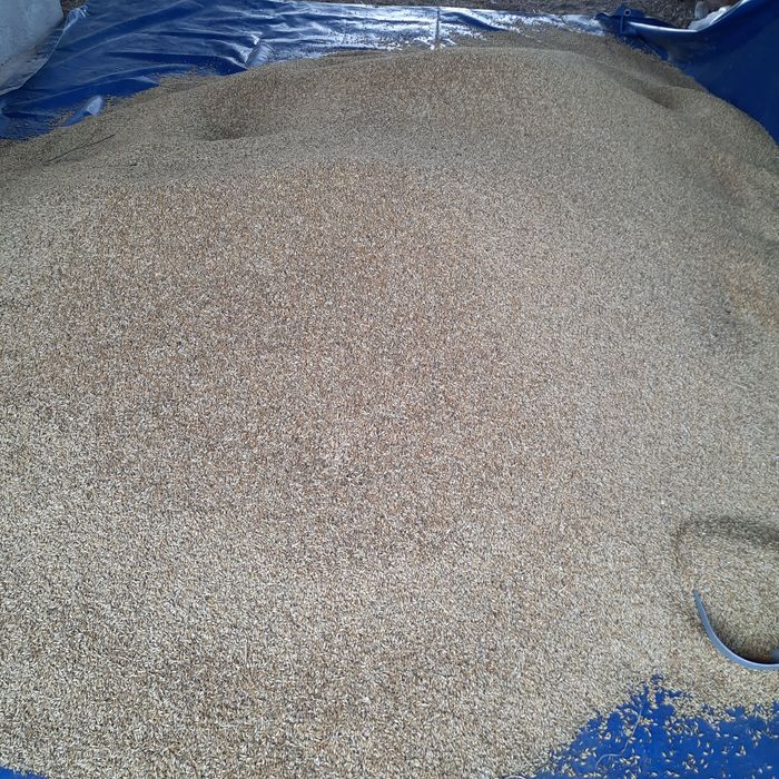 grâu, orzoaica de toamna triticale