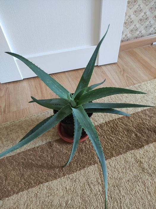 Алоэ лечебное более 3х лет