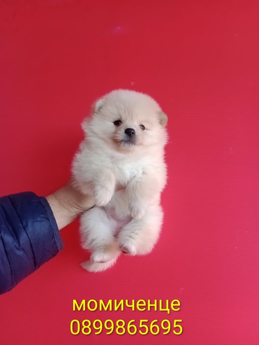 Померани. Момченца и момиченца. Померан. Реални снимки!