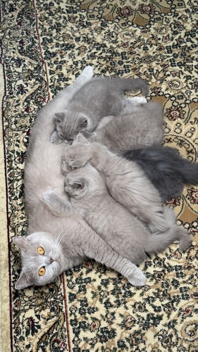 Uch daqiqalik porno videolarni onlayn tomosha qiling