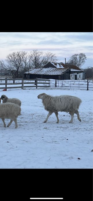 Продам кошкара молодой