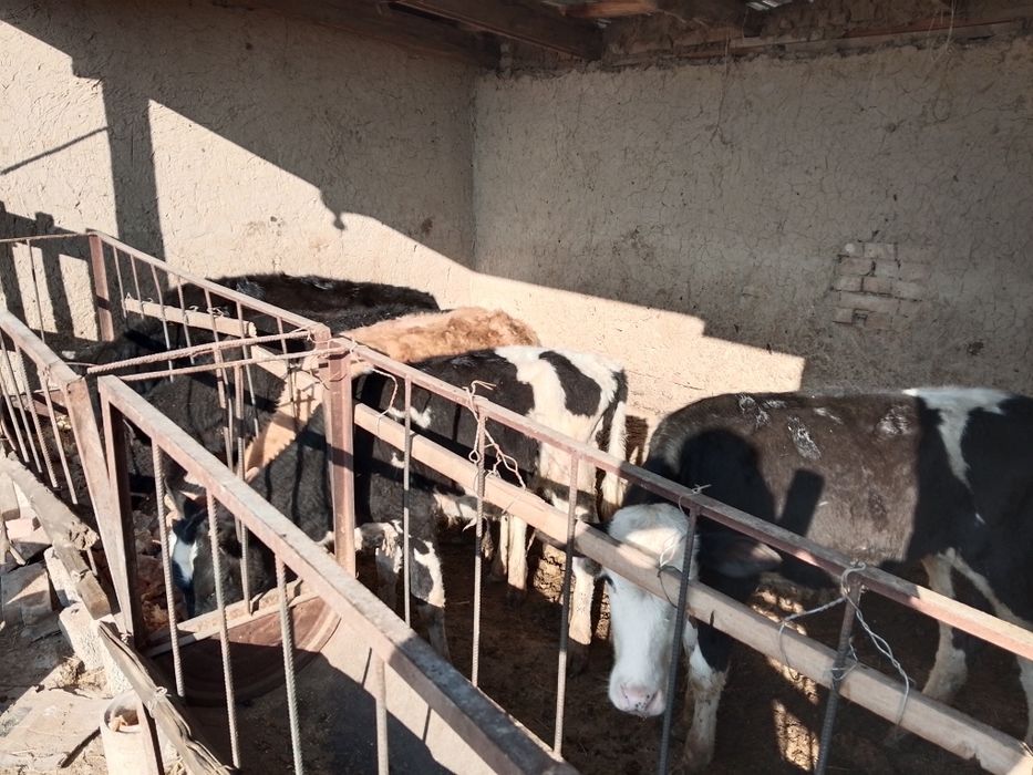 Бузаулар сатылады