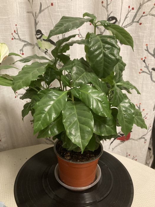 Arbore cafea . Planta cafea . Copac cafea. CAFEA