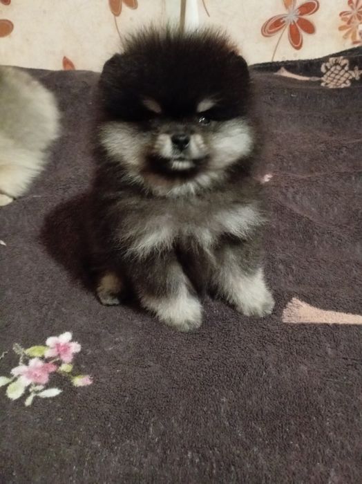 Продам щенков шпица