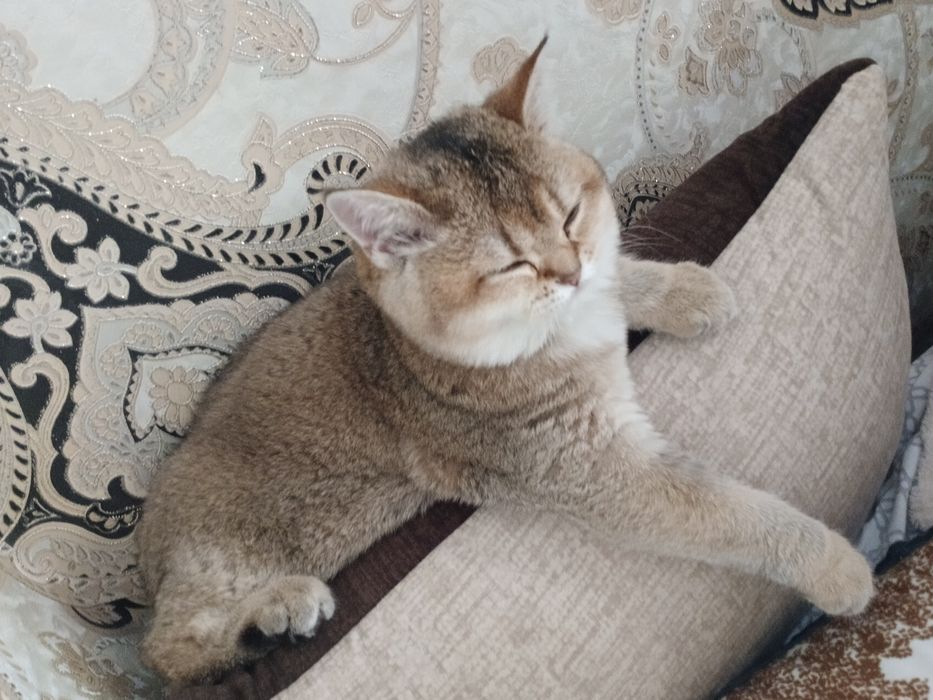 Залатистий шиншила тоза зотлик 4 ойлик