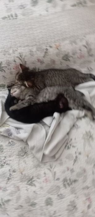 Котята . Бесплатно .
