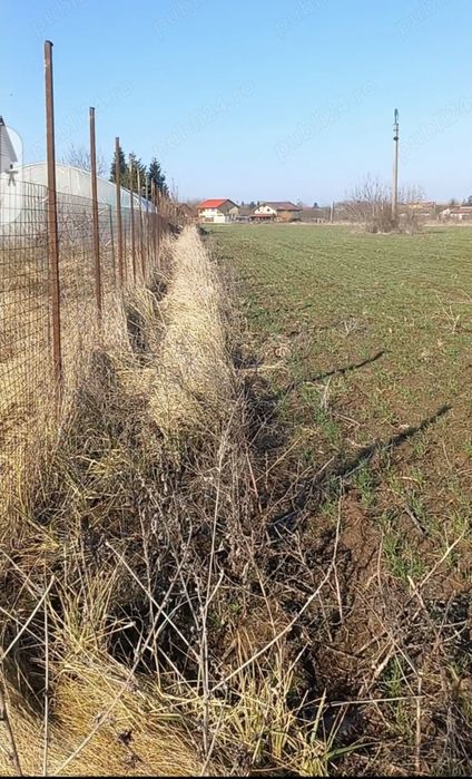 2500m în Ghermanesti IF