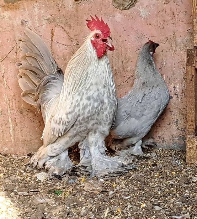 Продавам Холандски гащати