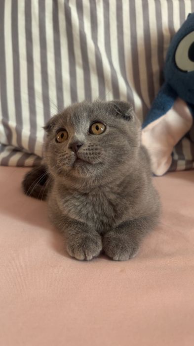 Шотландско котенце