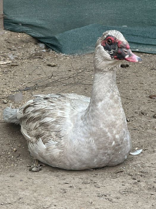 Индоутка лавандовый