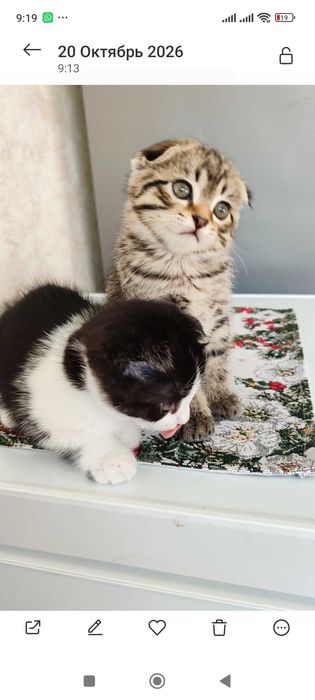 Прекрасные котята