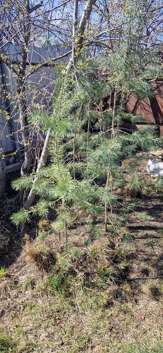 Продам Голубые ели,Эльдарские сосны