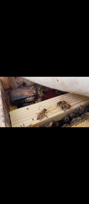 Срочно Асалари оиласи яшиги билан