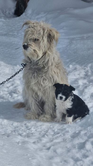 Отдам даром щенка девочка