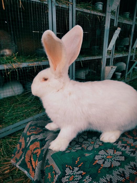 Продажа крольчат Фландр