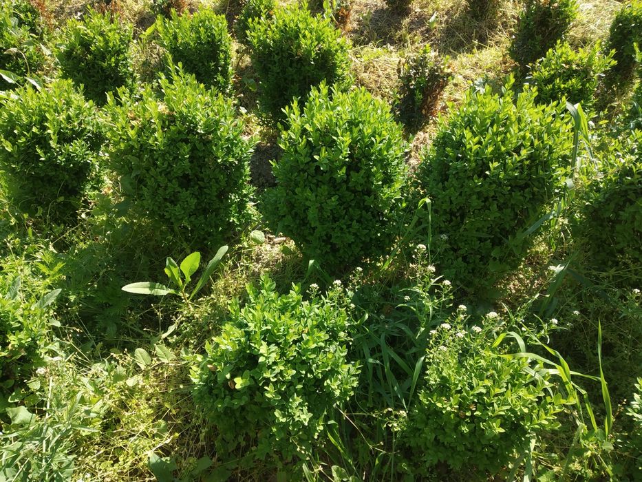 Шамшод 35000 сум