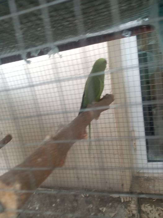 Ожиреливий тайёр пара попугай сотилади