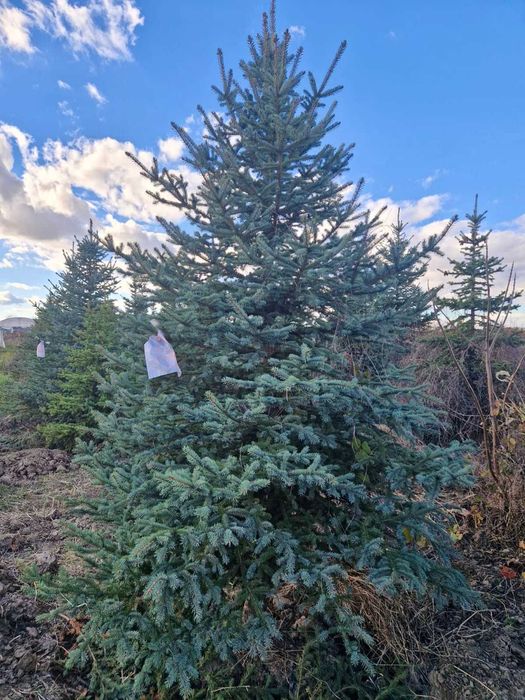 Brazi argintii, perfecti pentru sarbatori