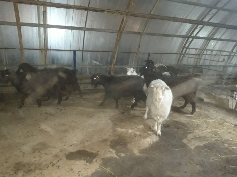 Ешкилер сатылады