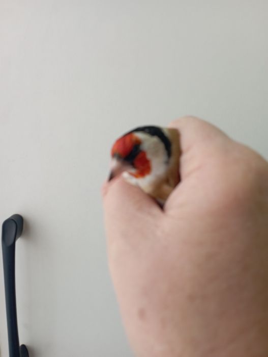 Продам щегла белобородого.