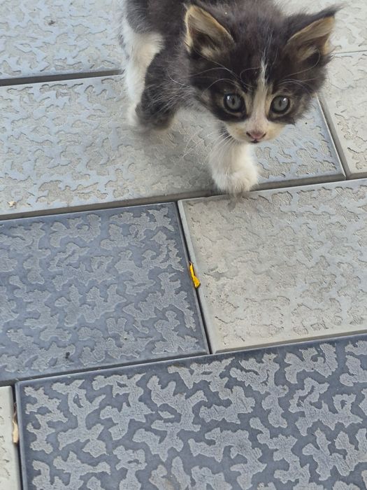 Отдам в добрые руки