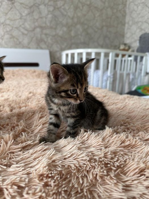 Отдам котят в добрые руки