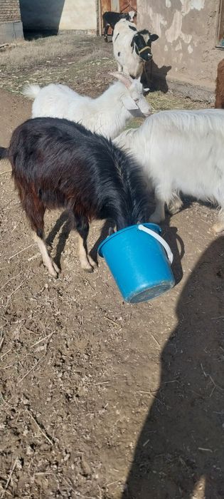 Zodor echkilar sotiladi