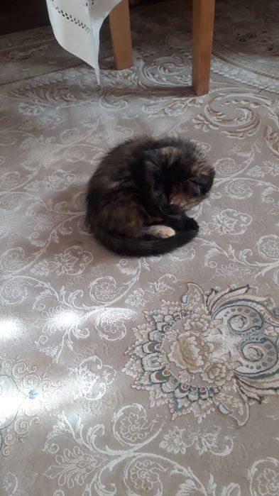 Срочно ищем дом для двух кошечек!