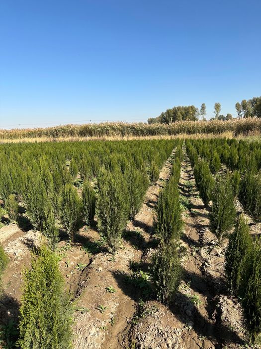 Жеміс жидек,сәндік ағаштар,шыршалар.