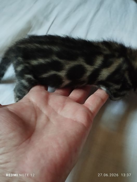 Бенгальский котик. Золотой