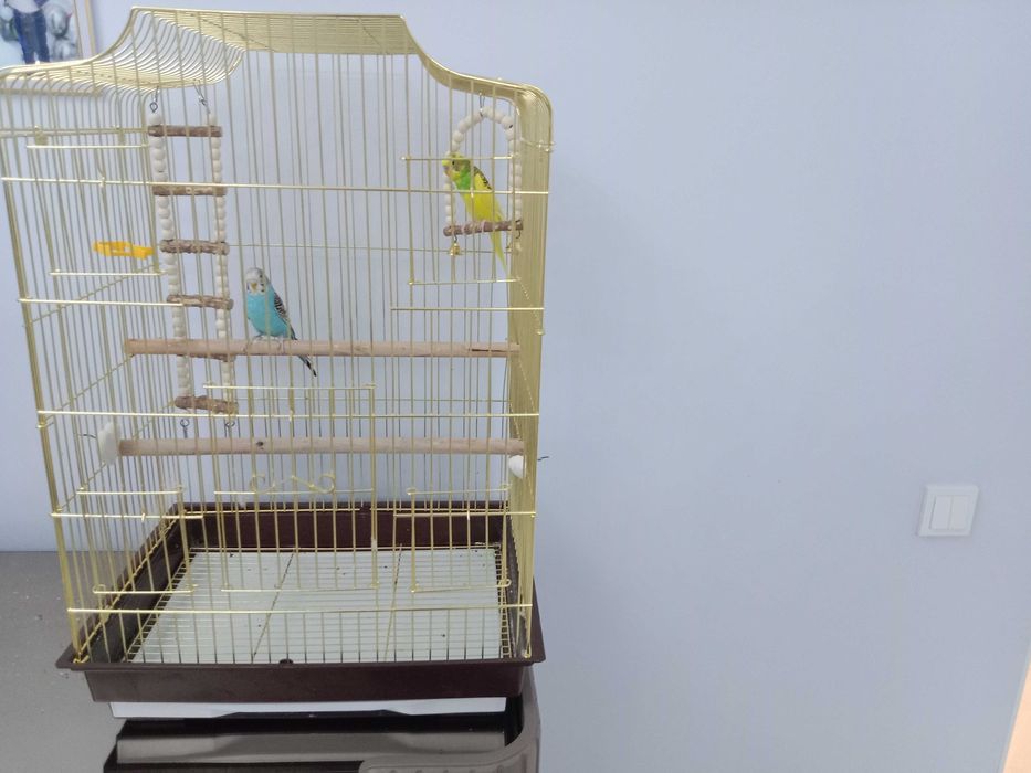 Попугаи очень красивая парочка