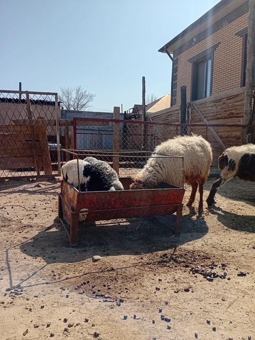 Қойлар бар жас ,қозылар