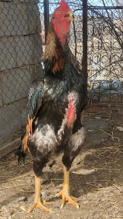 Дакан туляк бойцовый петух сатылады