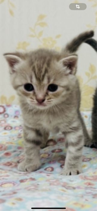 Продаётся мальчик Скотиш Страйт
