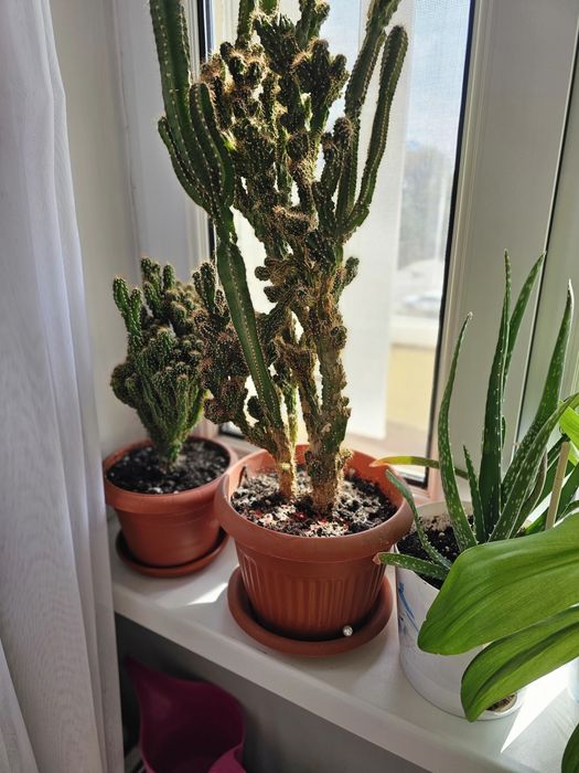 Продам комнатные цветы