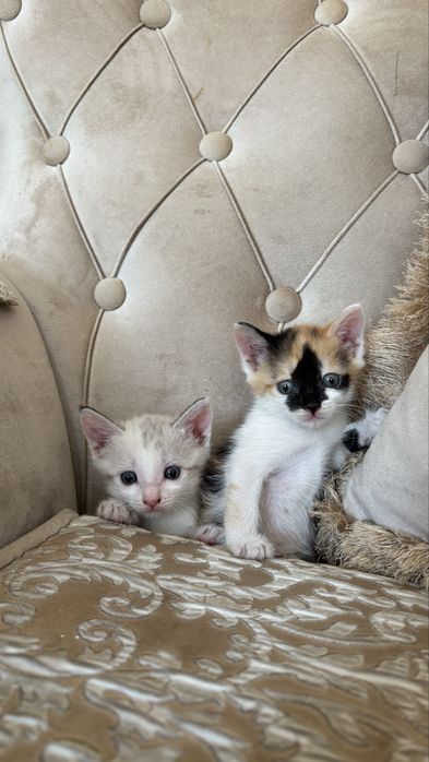 Отдам котят в добрые руки