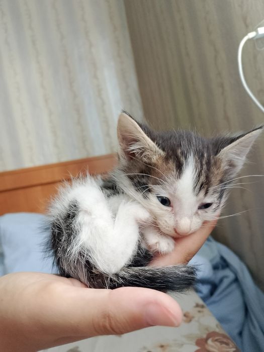 Отдам котёнка в добрые руки