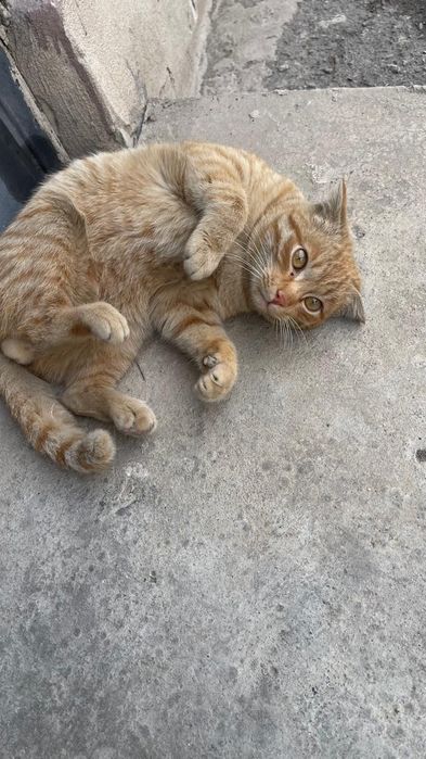 Отдам кота в добрые руки