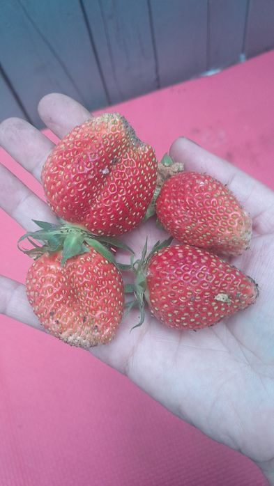 Рассада клубники ревмонтанка