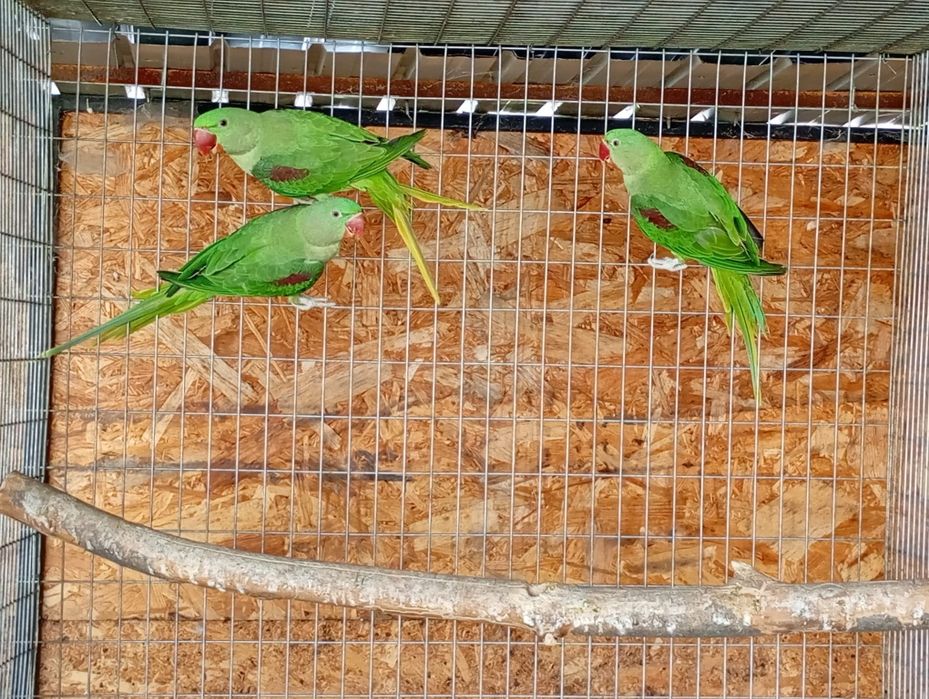 Papagal Micul alexander