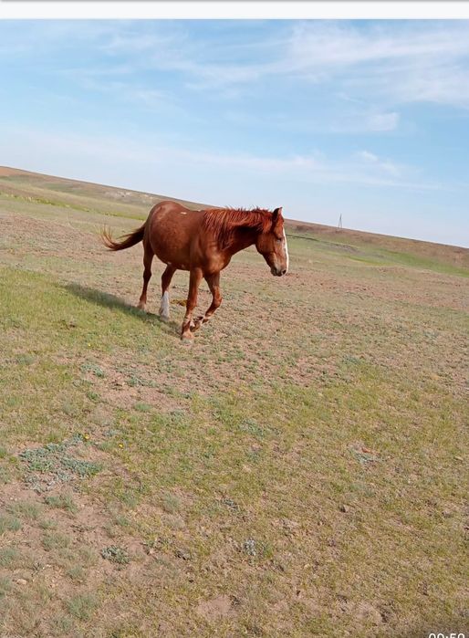 Продам  коня (Ат) жорга 11-12 лет.