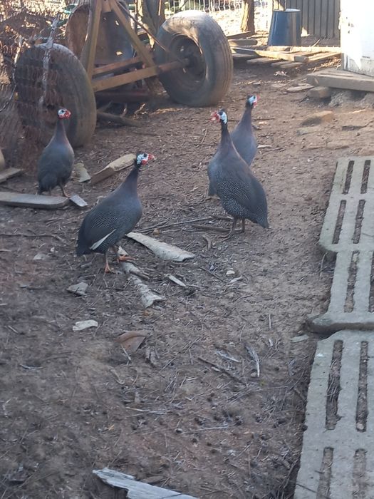 Vând Gâște și bibilici