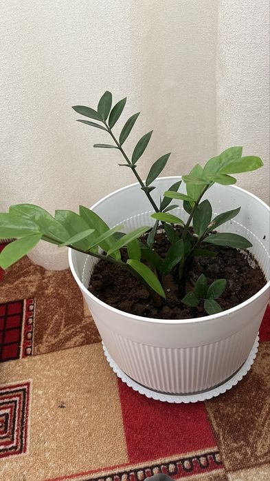 Комнатные растения, домашние цветы