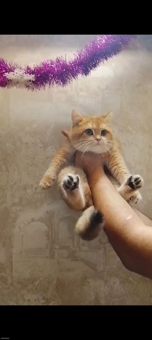 Sotiladi Britanskiy zalatistiy shinshila Ny12